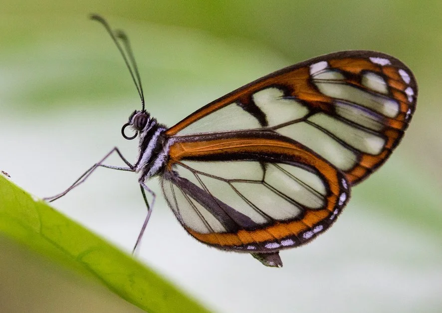 Citizen Science— Step by Step