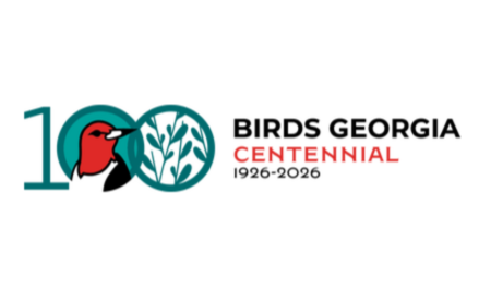 Old Growth Forest Birding at Deepdene Park