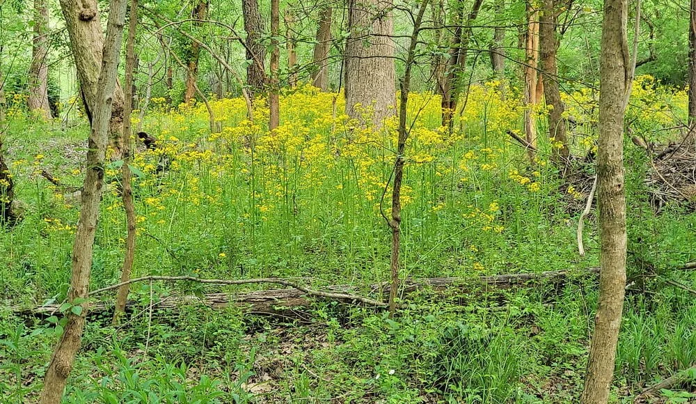 Yellow Butterweed (Packera)