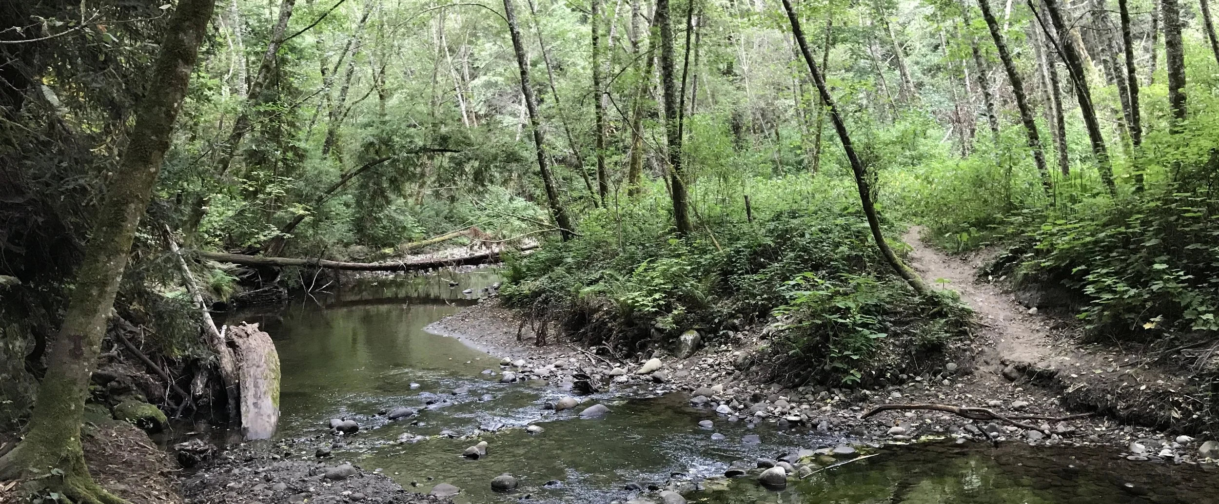 Nicese Marks - ML.JPG