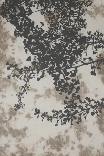Ginko 071 (1).jpg