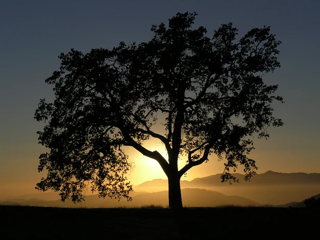 Oak Tree Against a Sunset