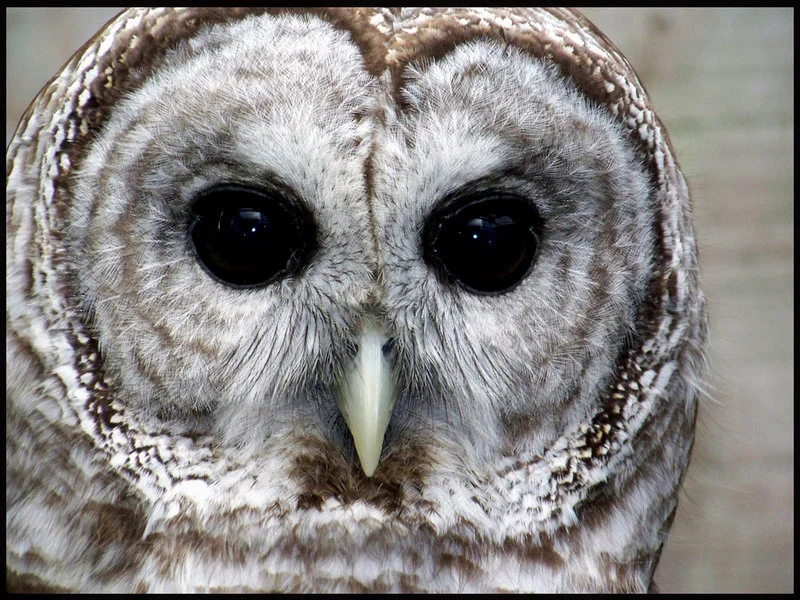 This is the one photo on this website that I did not take ~ I used google to find out that I encountered a barred owl. These are its eyes.&nbsp;