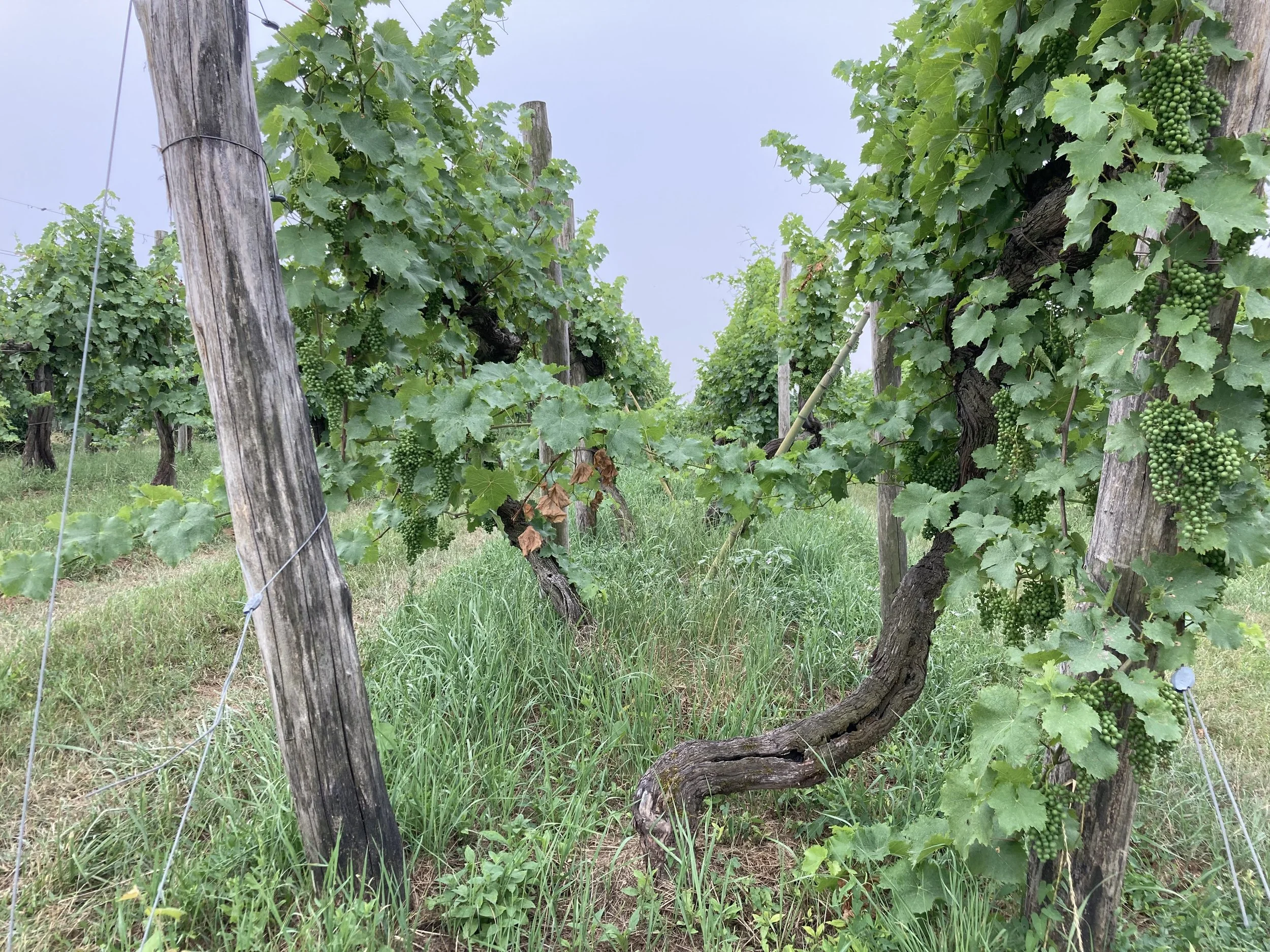 Villa Bogdano 1880 - Tra storia e natura