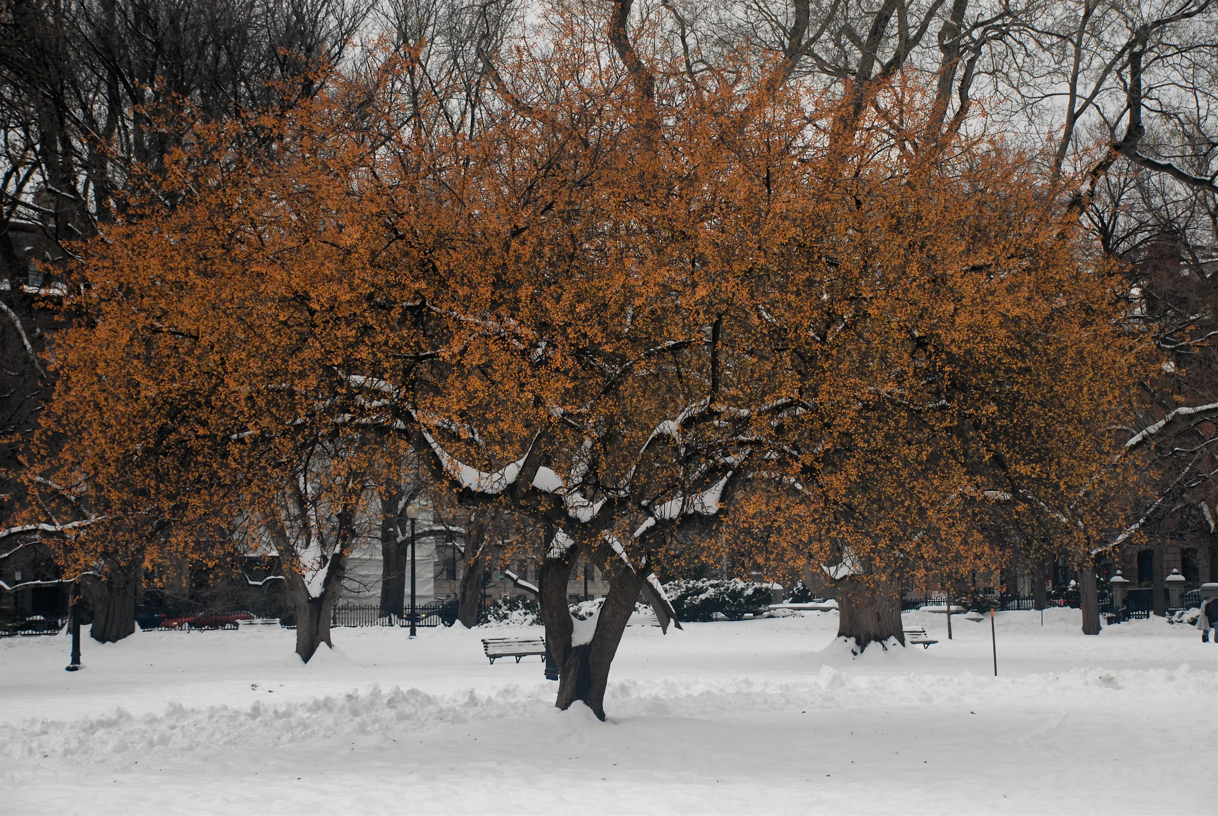 Winter Nourishment ($40)