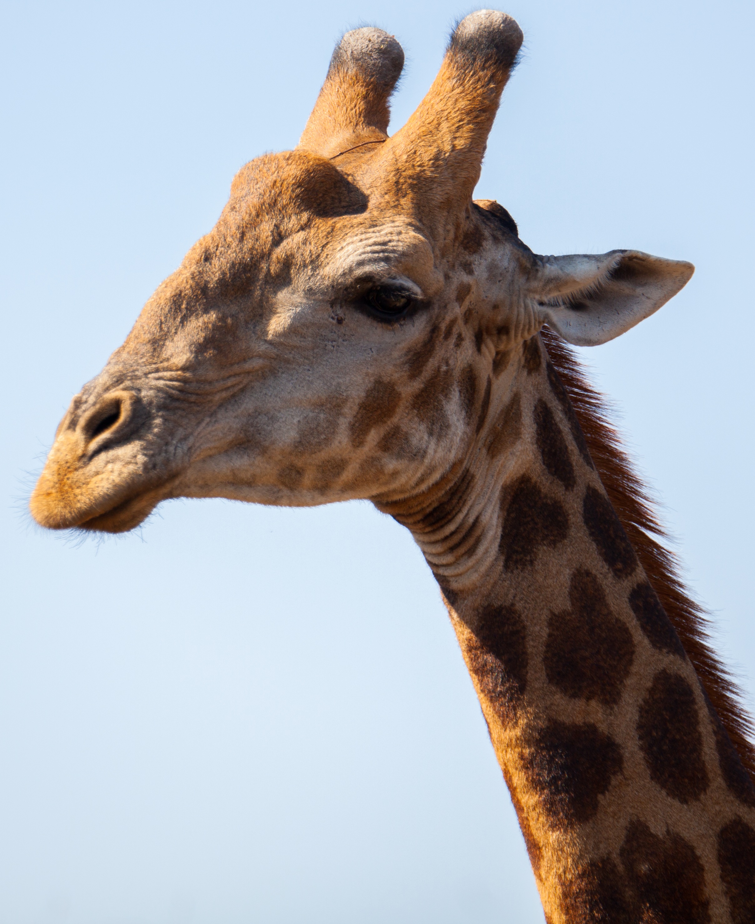 Long Neck ($60)