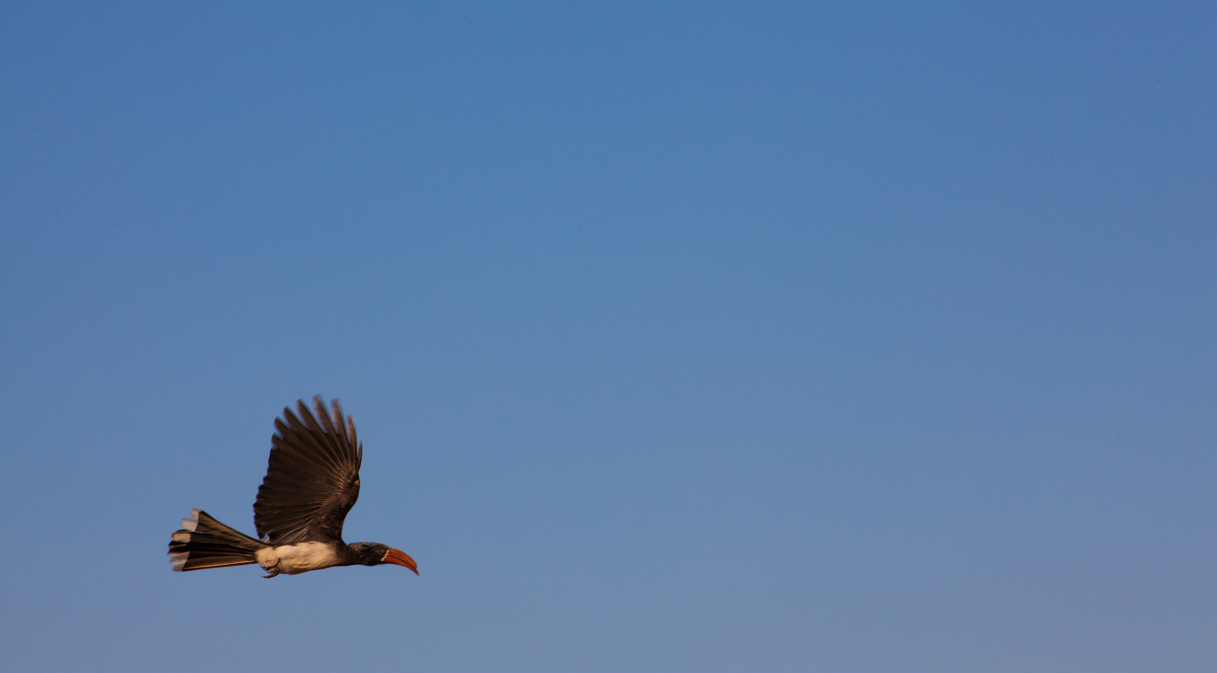In Flight ($60)