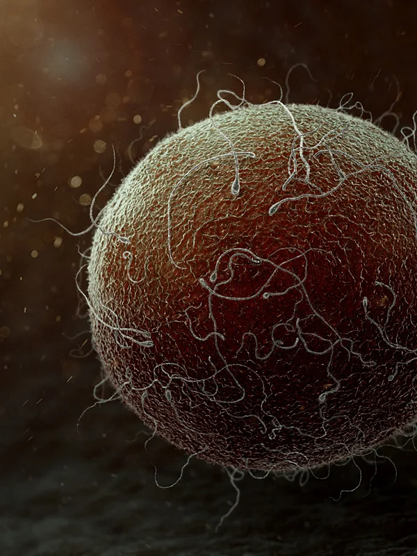 CGI rendering of a human egg cell being fertilized. Enjoy.