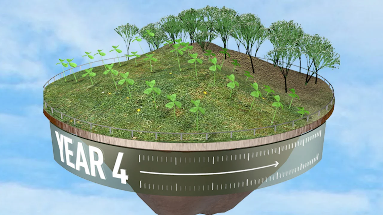 APP_tree_plantation_cycle_thumb.jpg