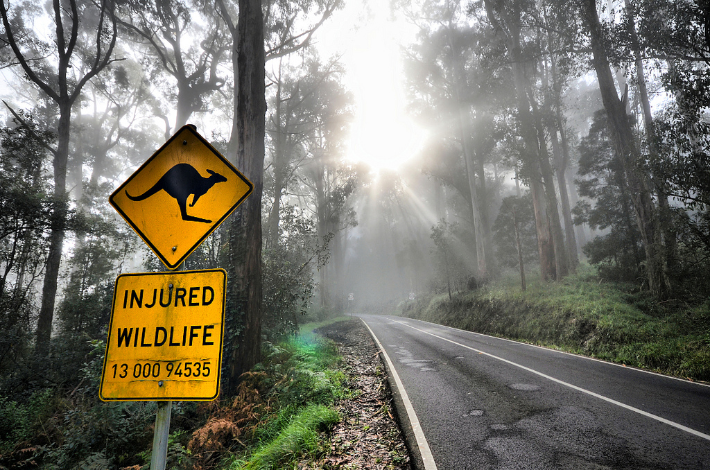 Dandenong Ranges, Victoria, Australia