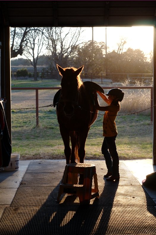 Horse Preparation