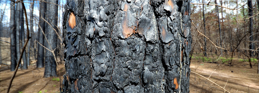Burnt Tree in Bastrop, Texas, USA, after massive wildfires had ravaged the area.