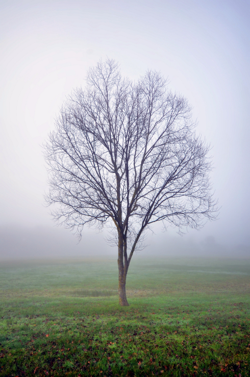 Tree in Mist