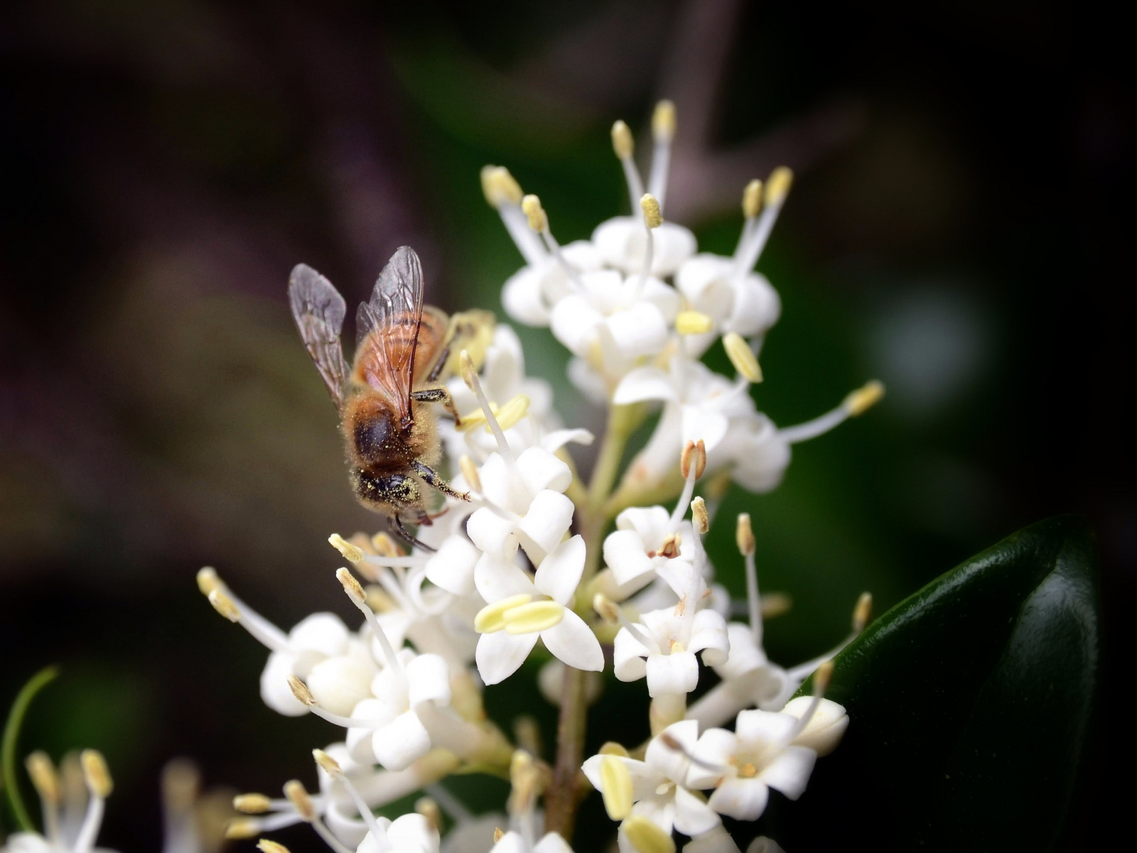 Bee at Work