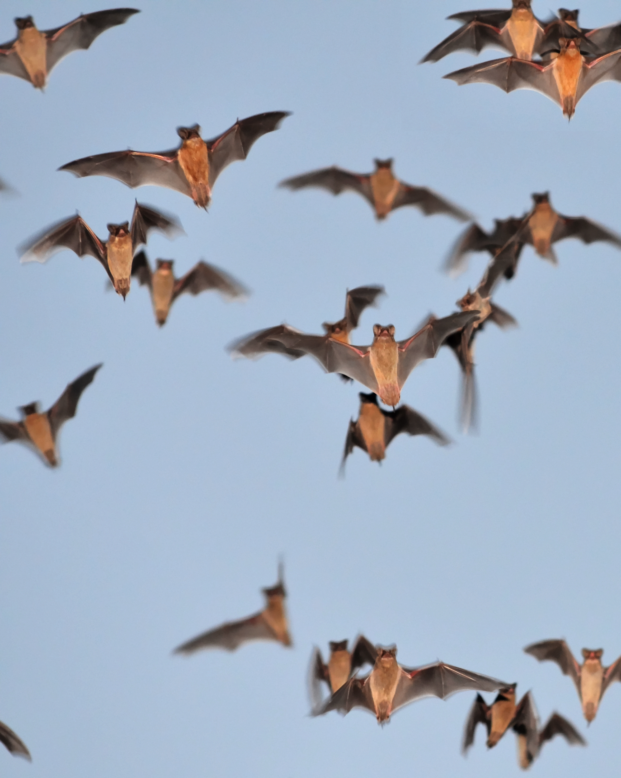 Mexican Freetail Bats