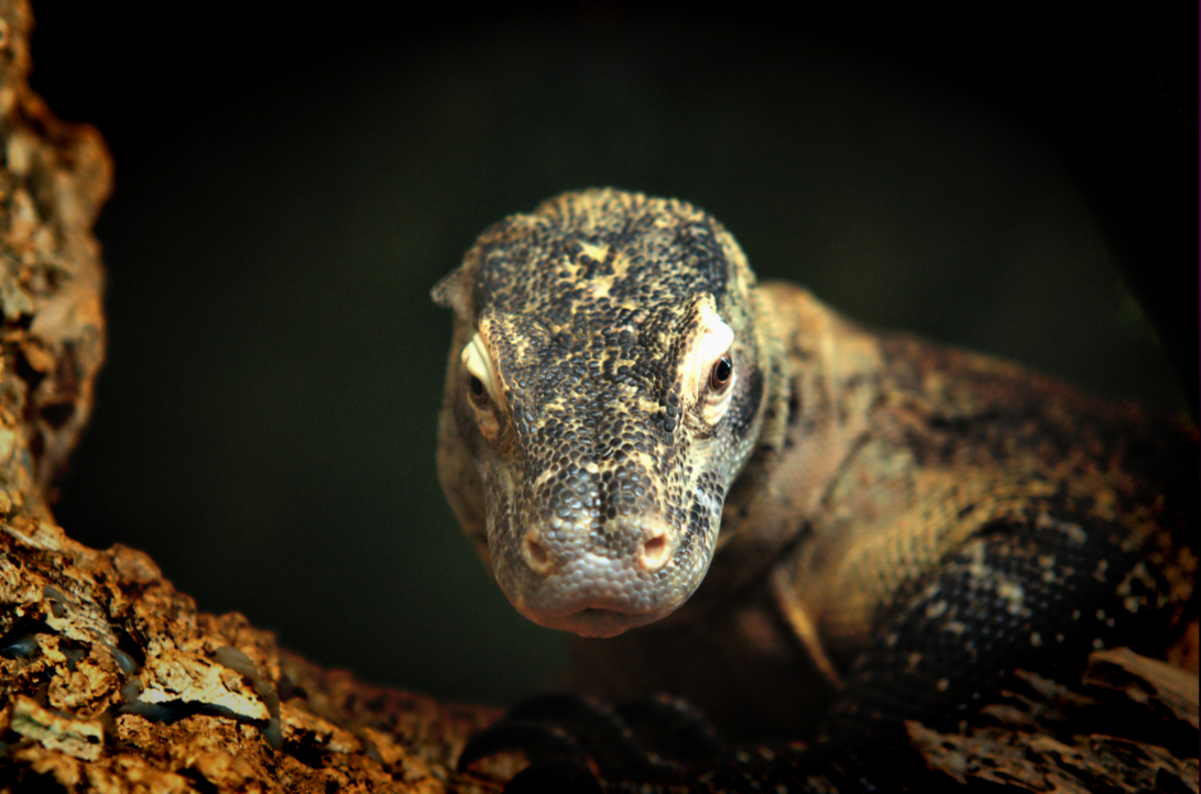 Komodo Dragon