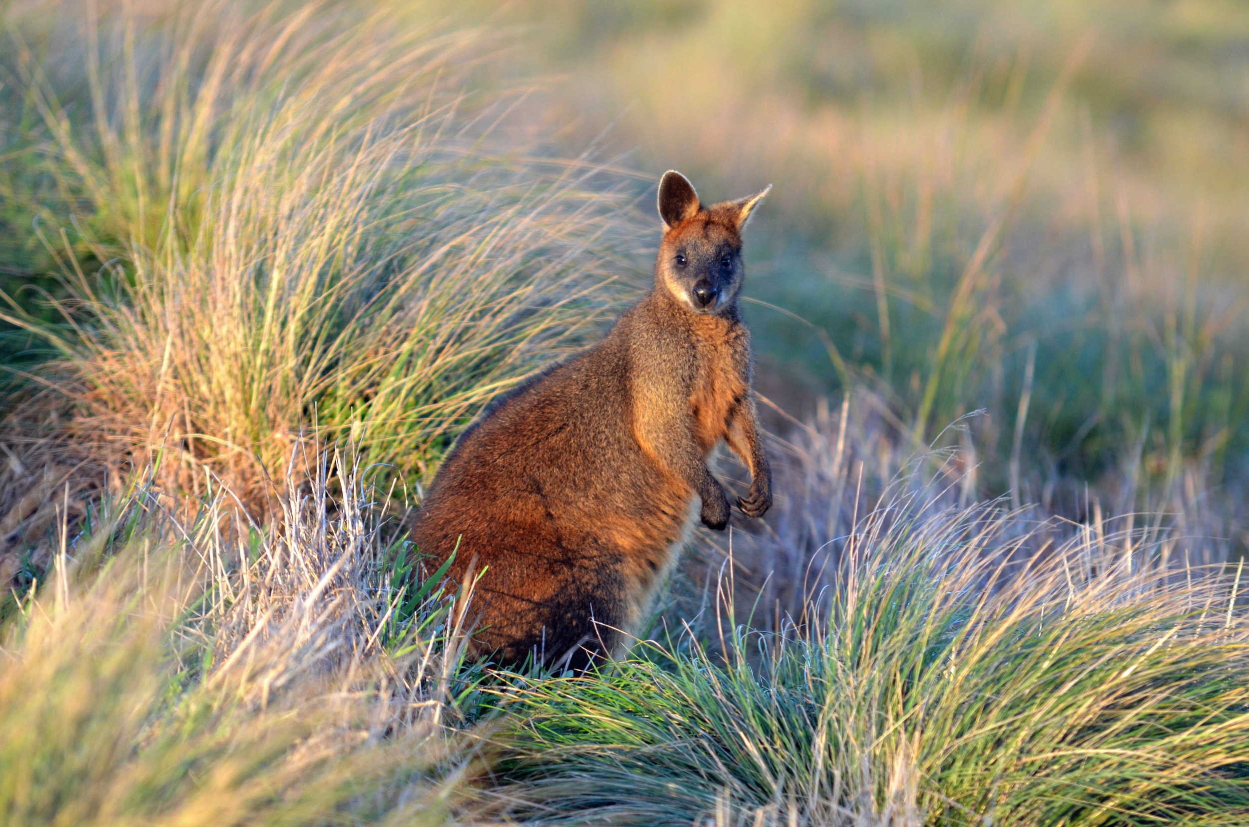 Wallaby, Victoria, Australia