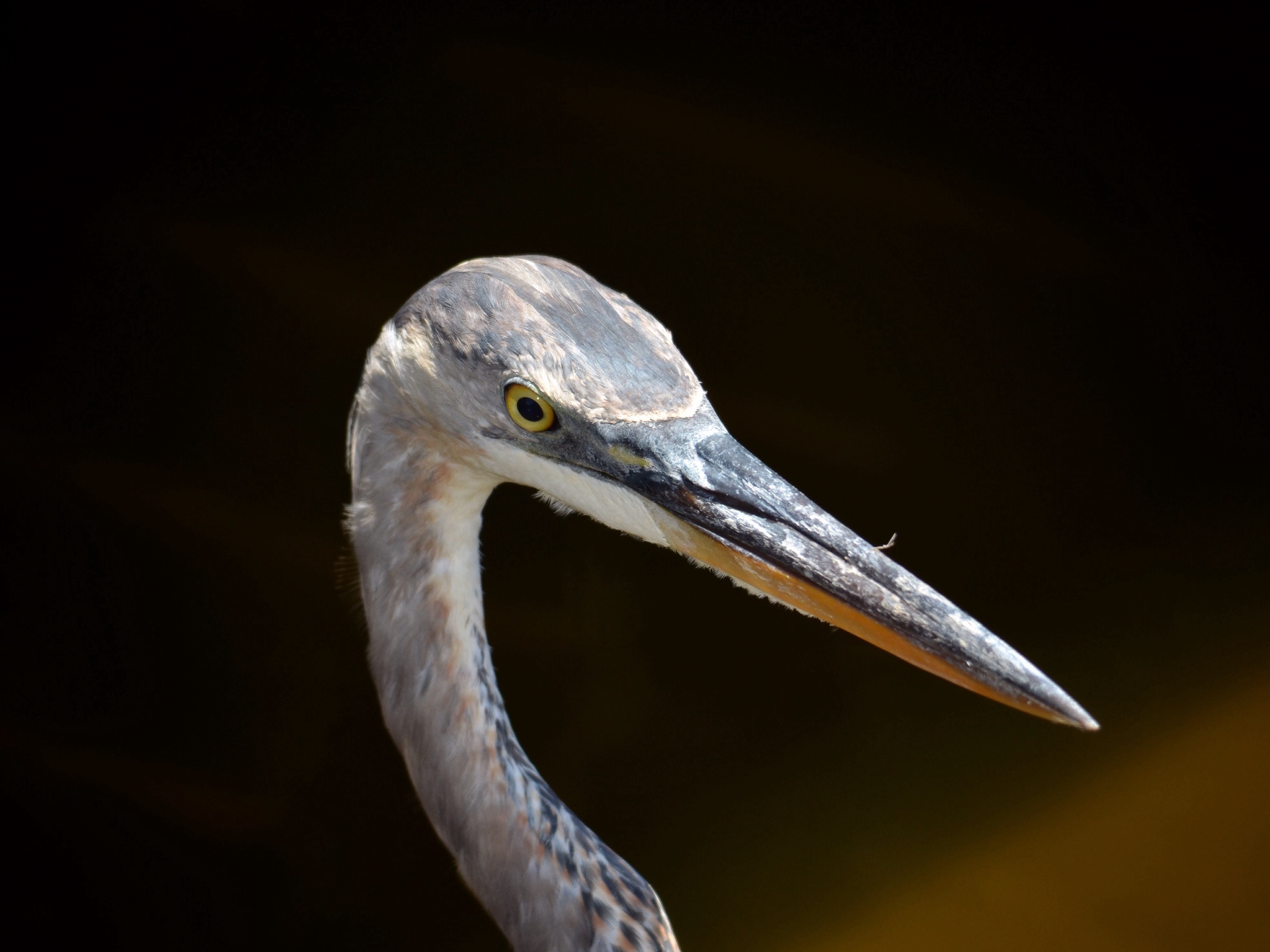 Grey Heron, Texas Gulf