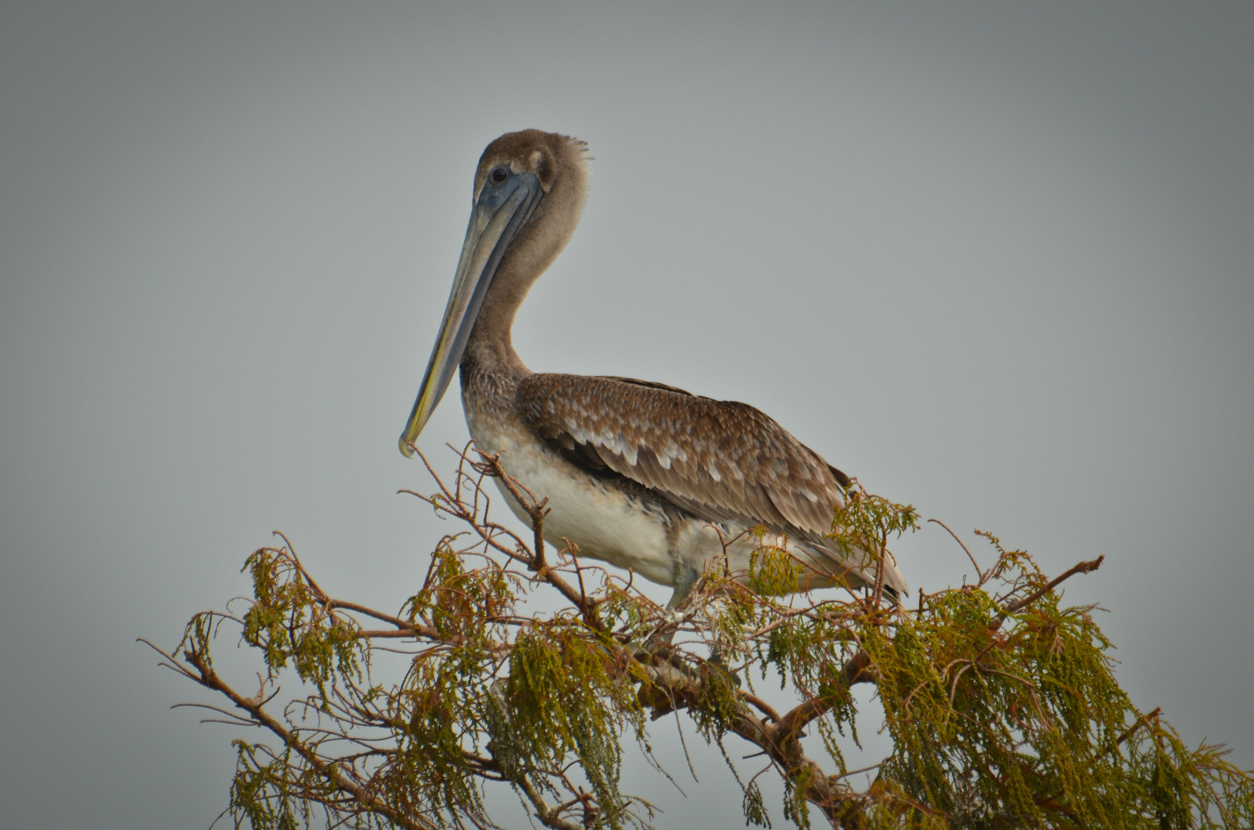 Pelican at Sabine, Louisiana