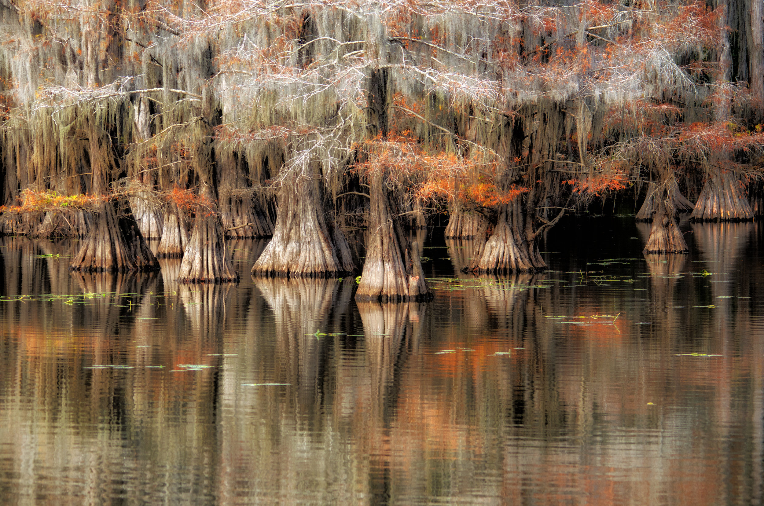 Colors of Caddo Lake, Texas