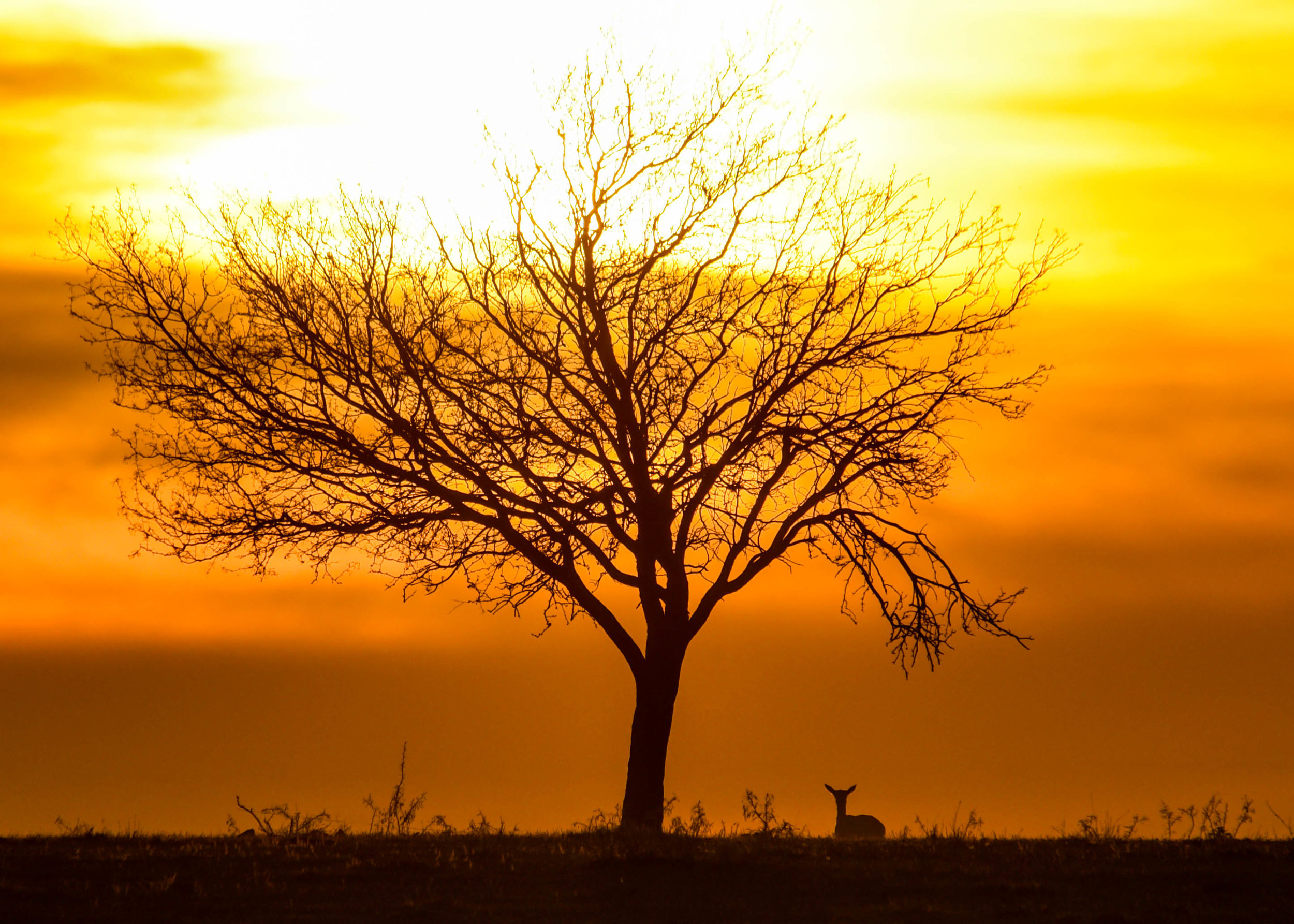 Dormant Tree and Deer at Sunset