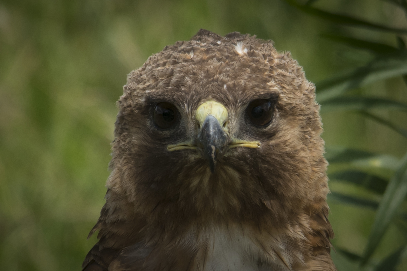 Red Tailed Hawk