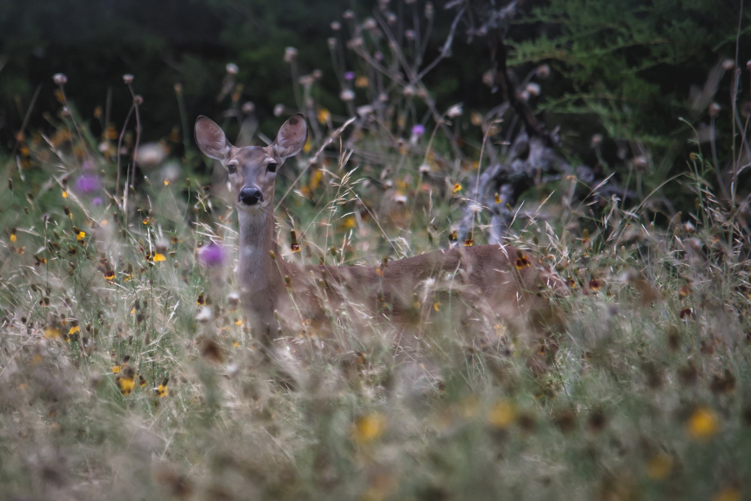 Deer in Wildflowers