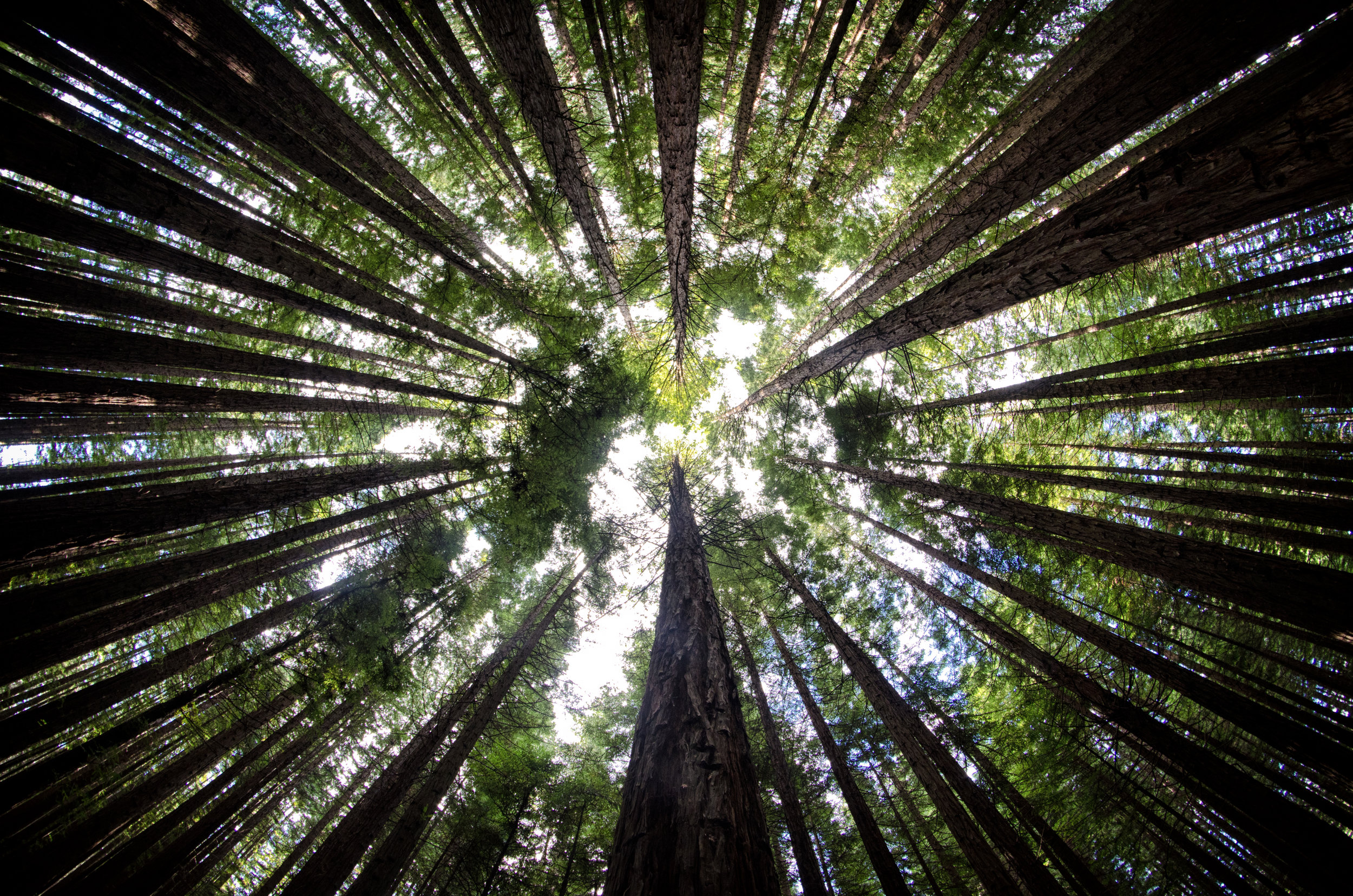 Redwoods, Warburton, Victoria, Australia