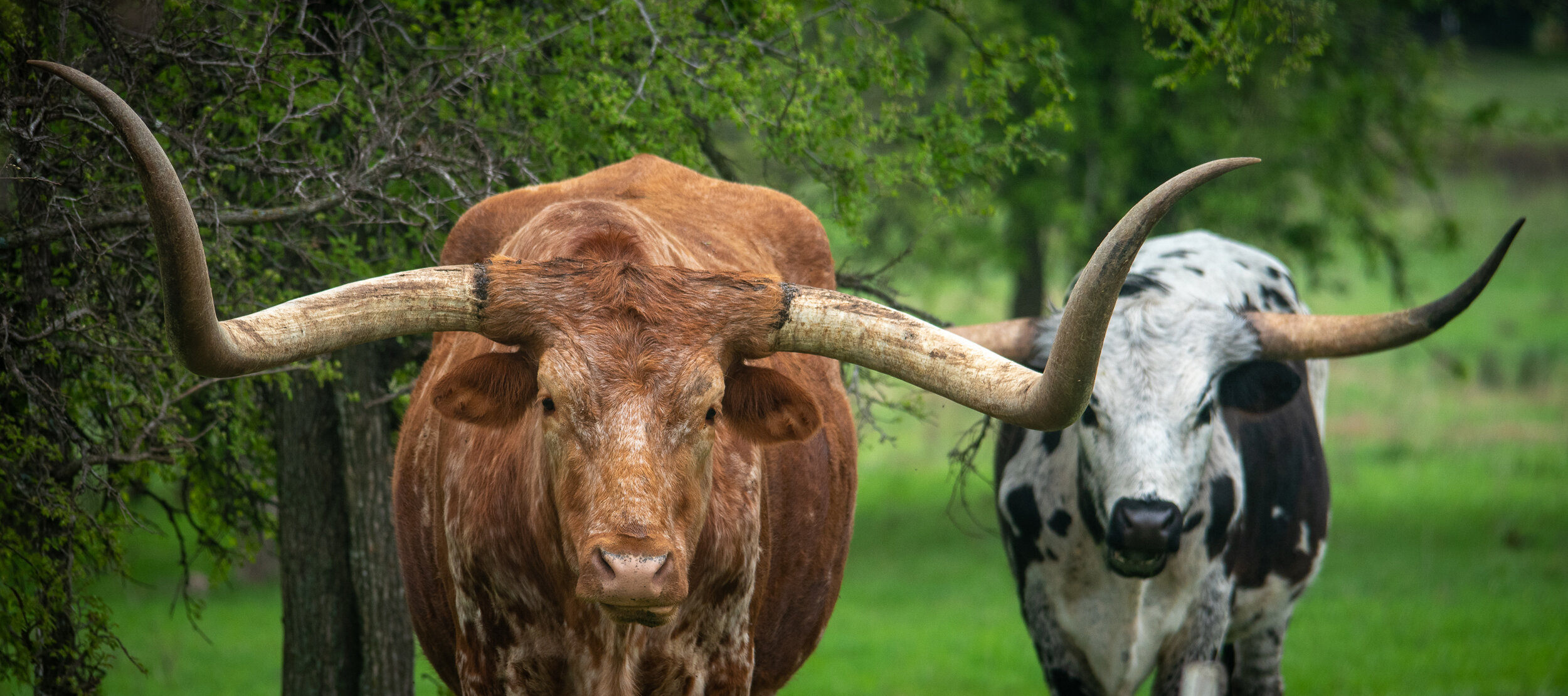 Texas Longhorns