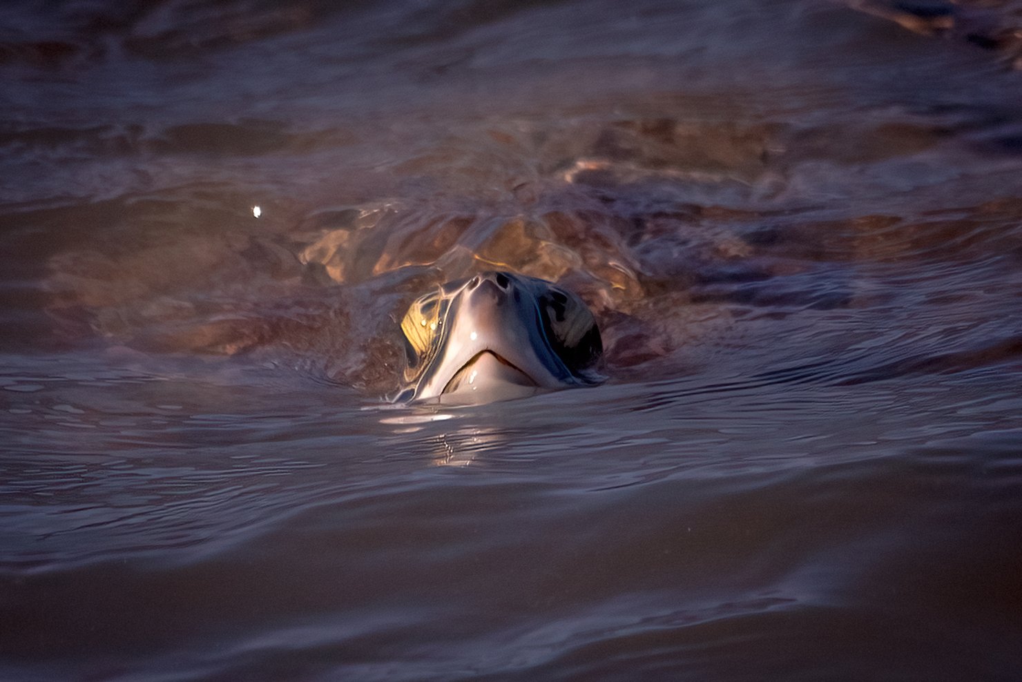 Green Sea Turtle, Corpus Christi, Texas