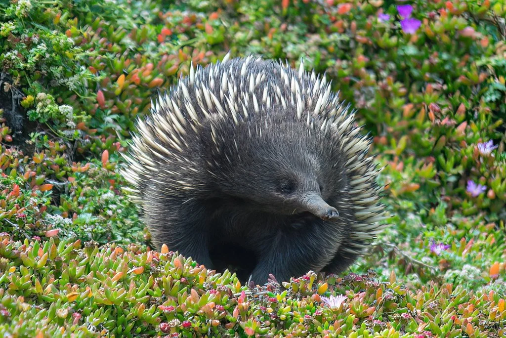 Echidna at Phillip Island, Australia