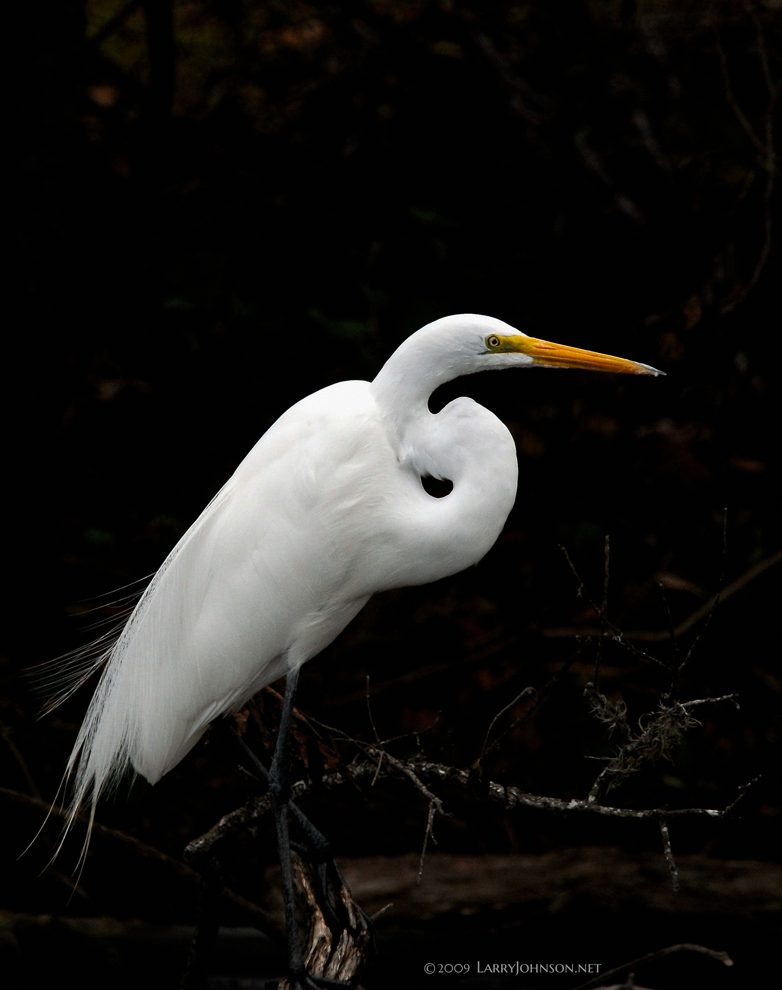 2009 173 egret - Version 4.png