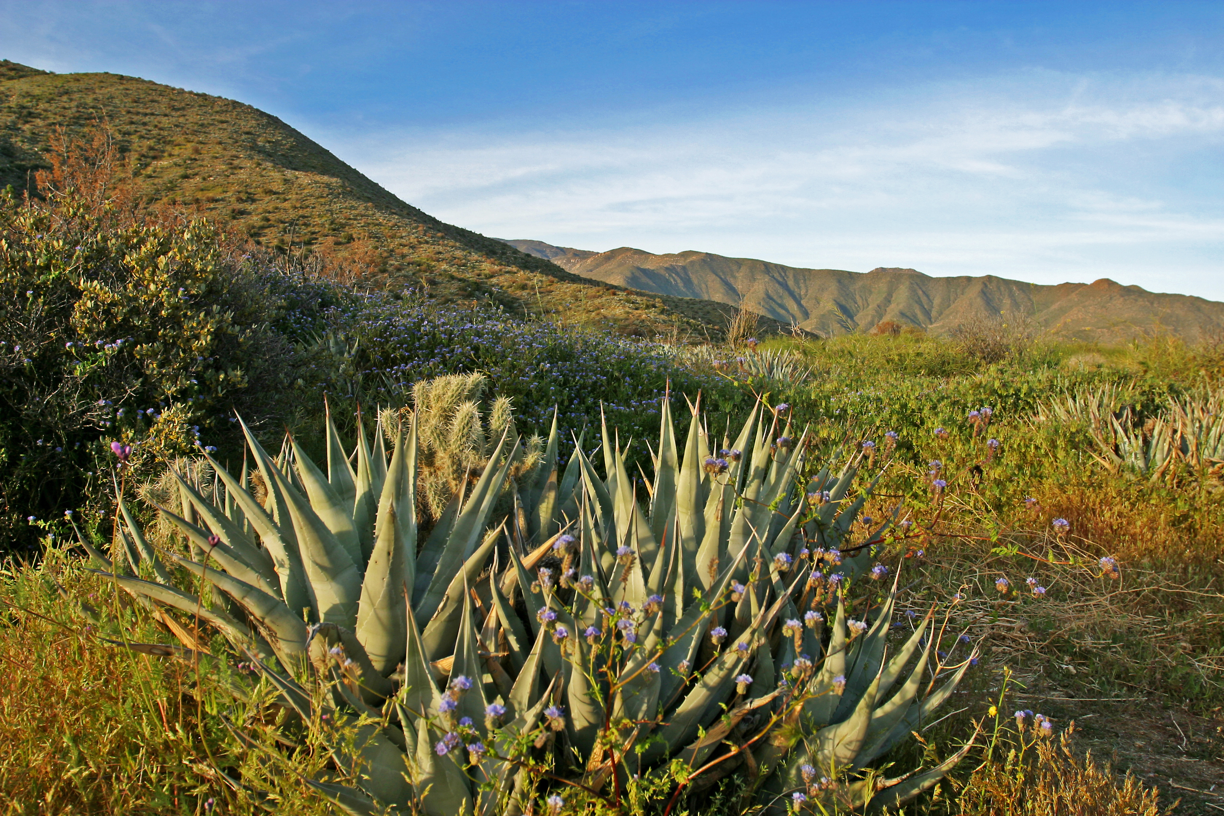 Anza Borrego in Bloom
