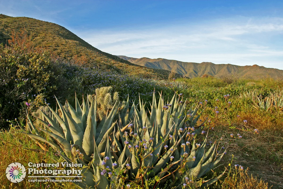 Anza - Borrego Desert State Park