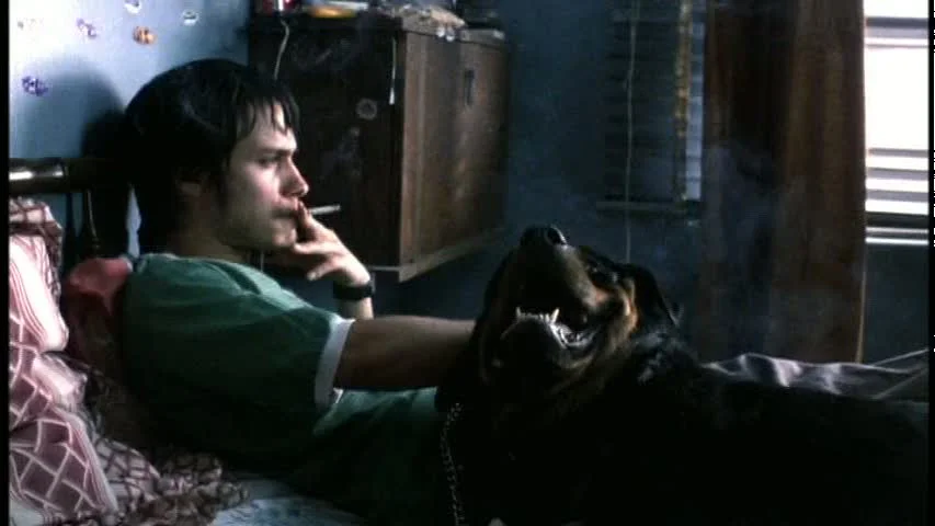 Amores Perros