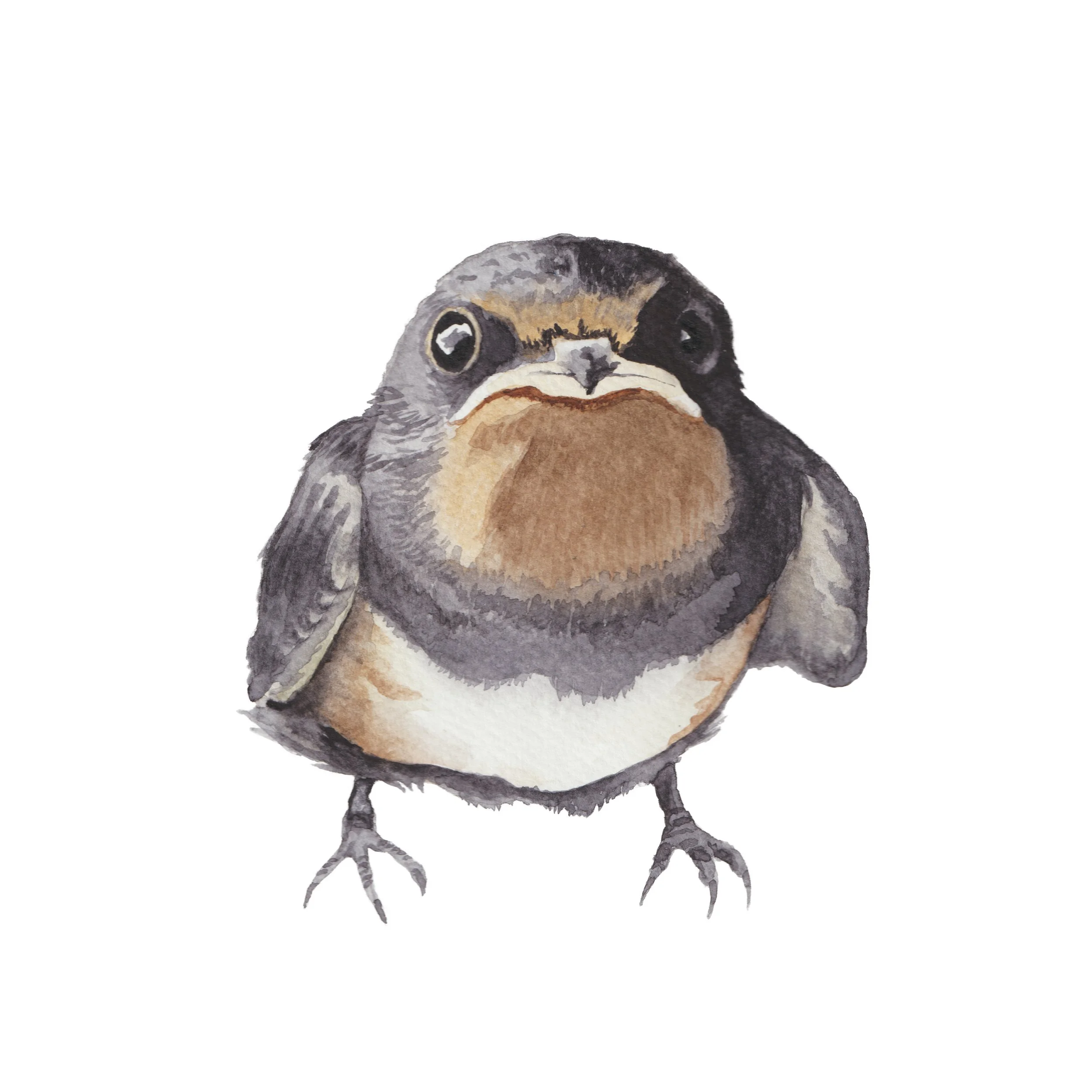 Painting of a swallow