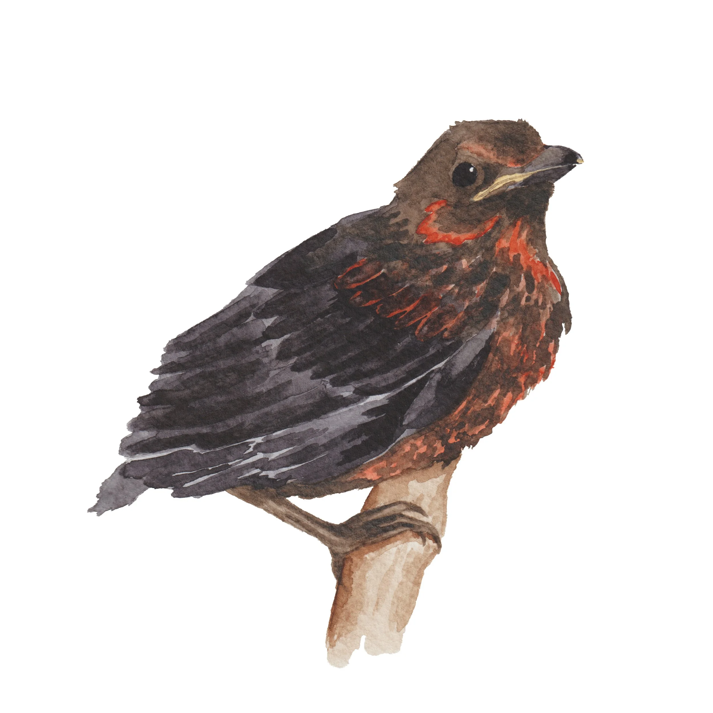 Painting of a blackbird