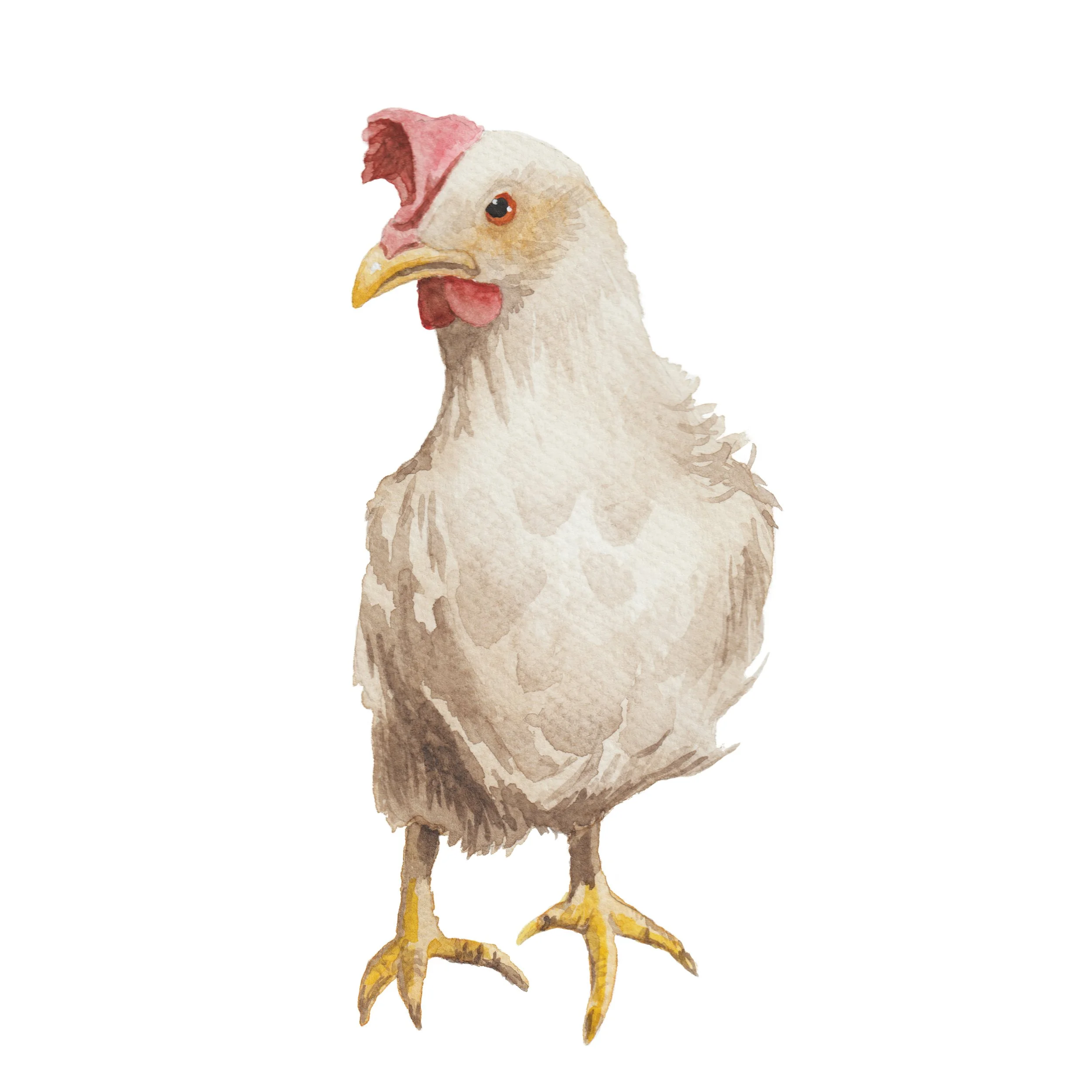 Painting of a chicken