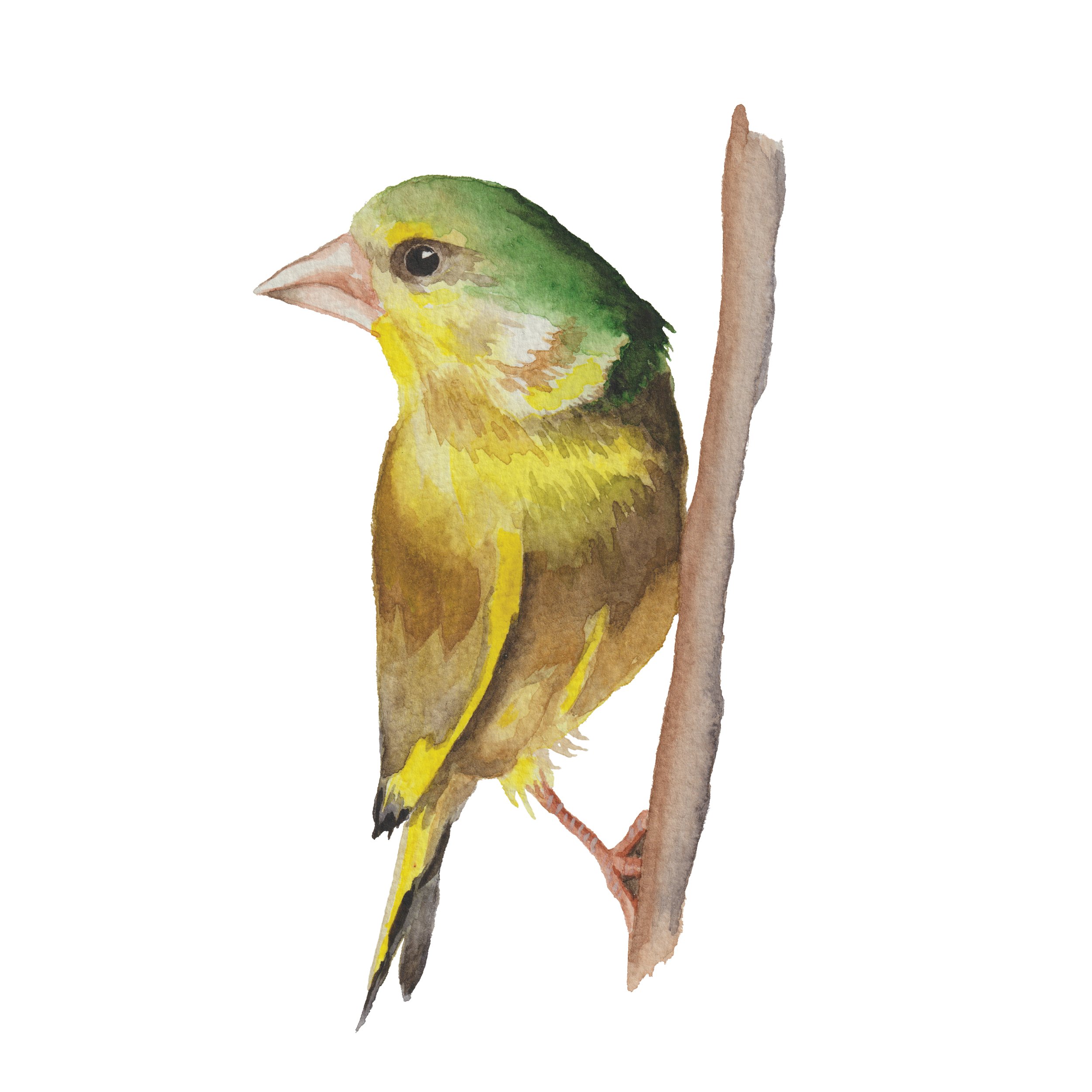 Painting of a green finch