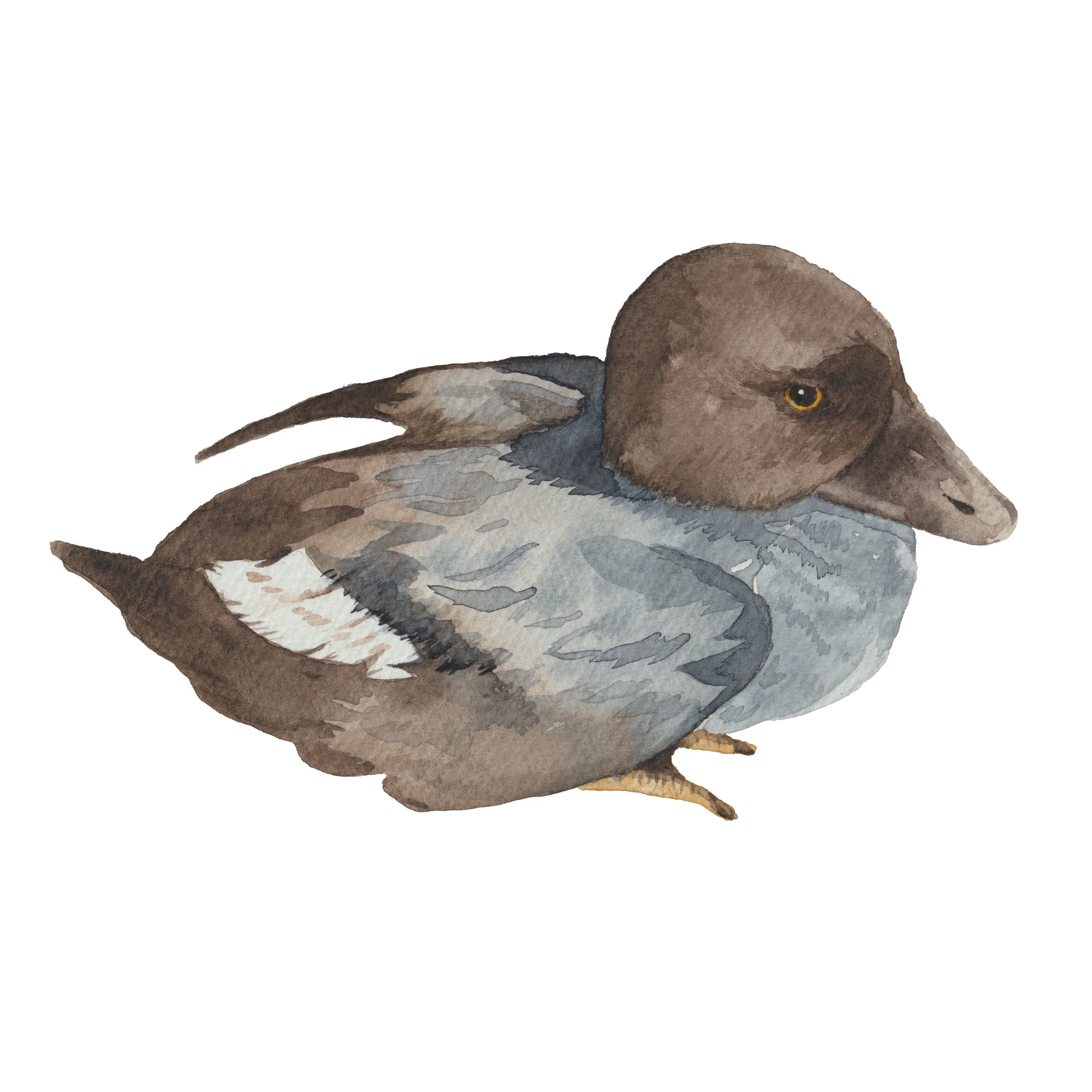 Painting of a duck