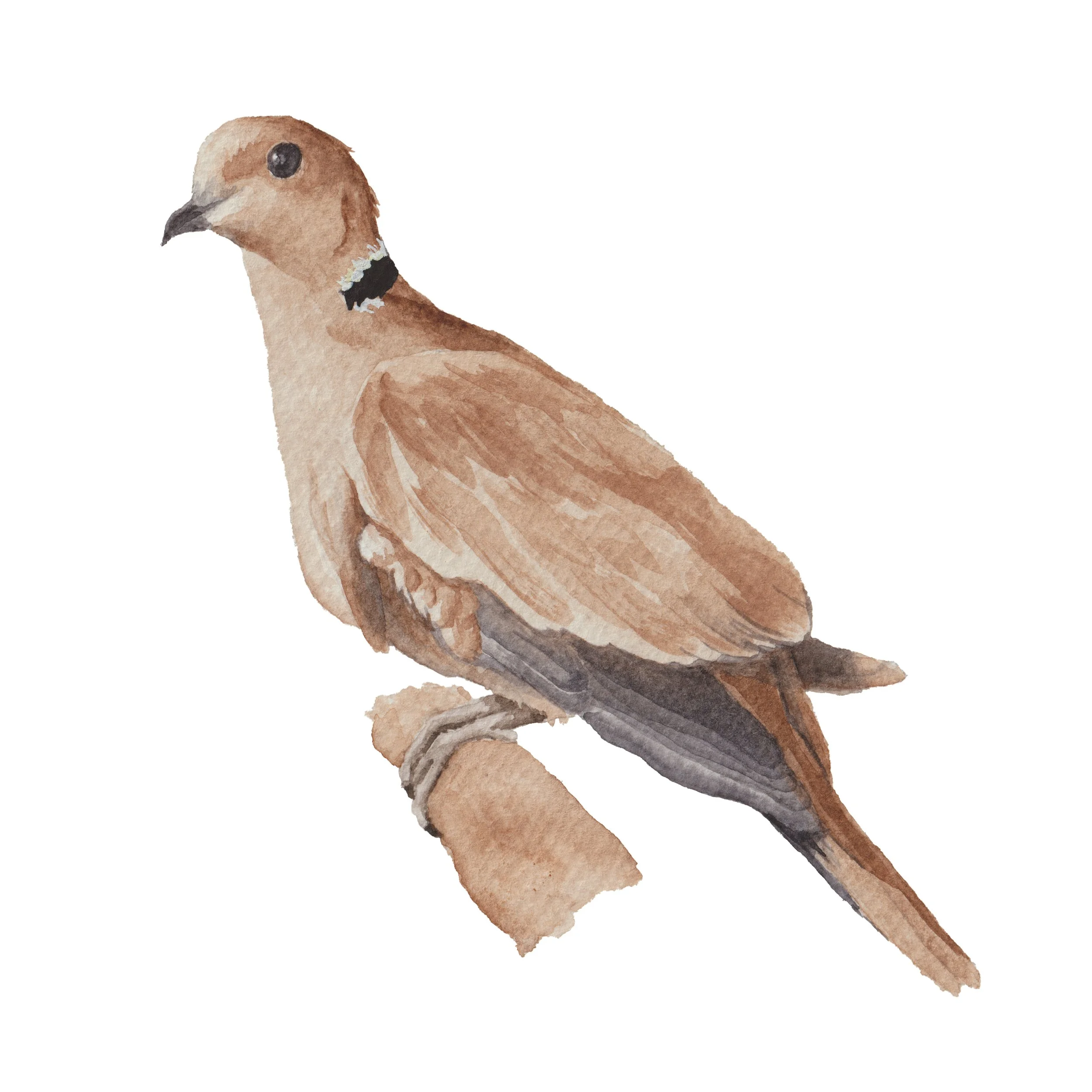 Painting of a turkish dove