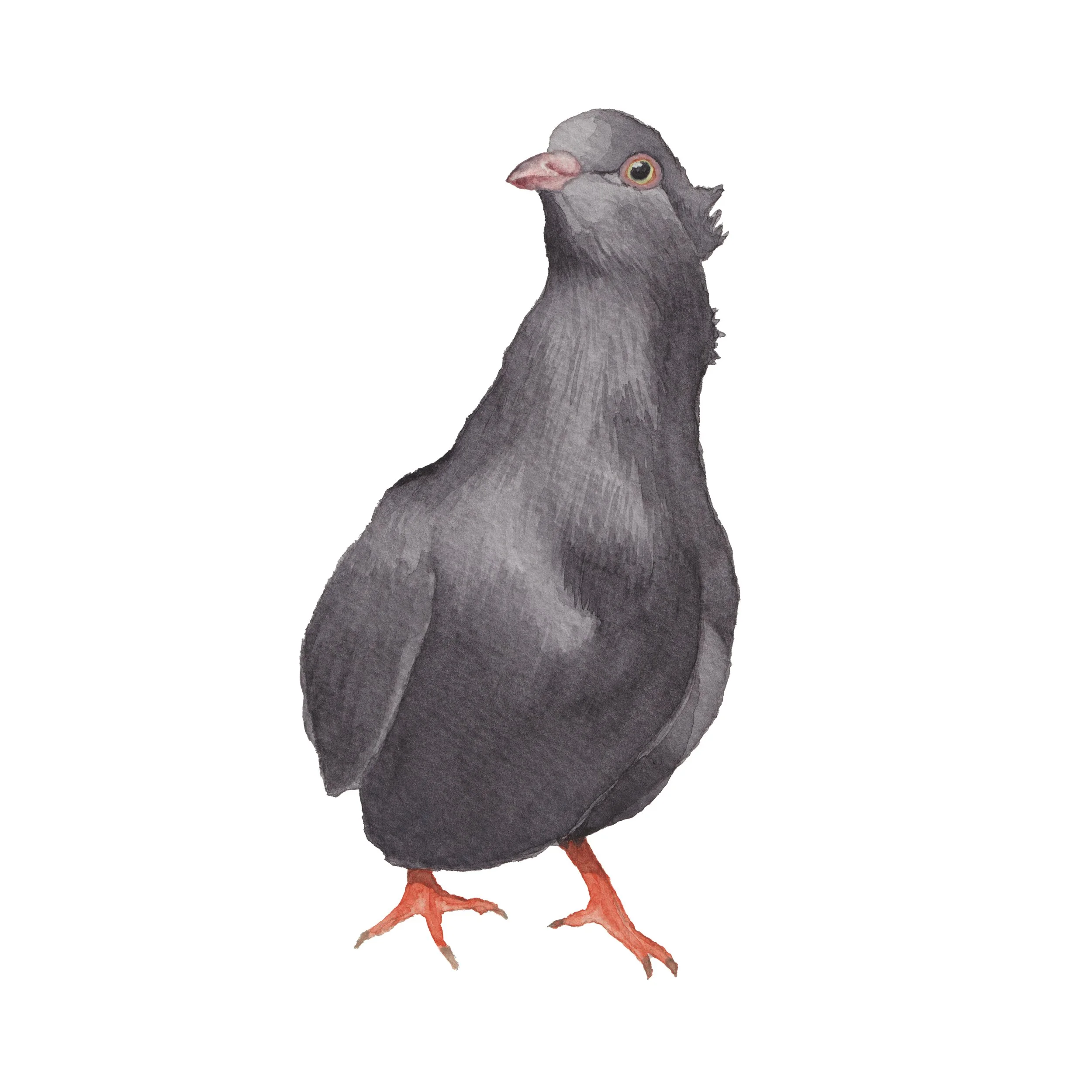 painting of a show pigeon