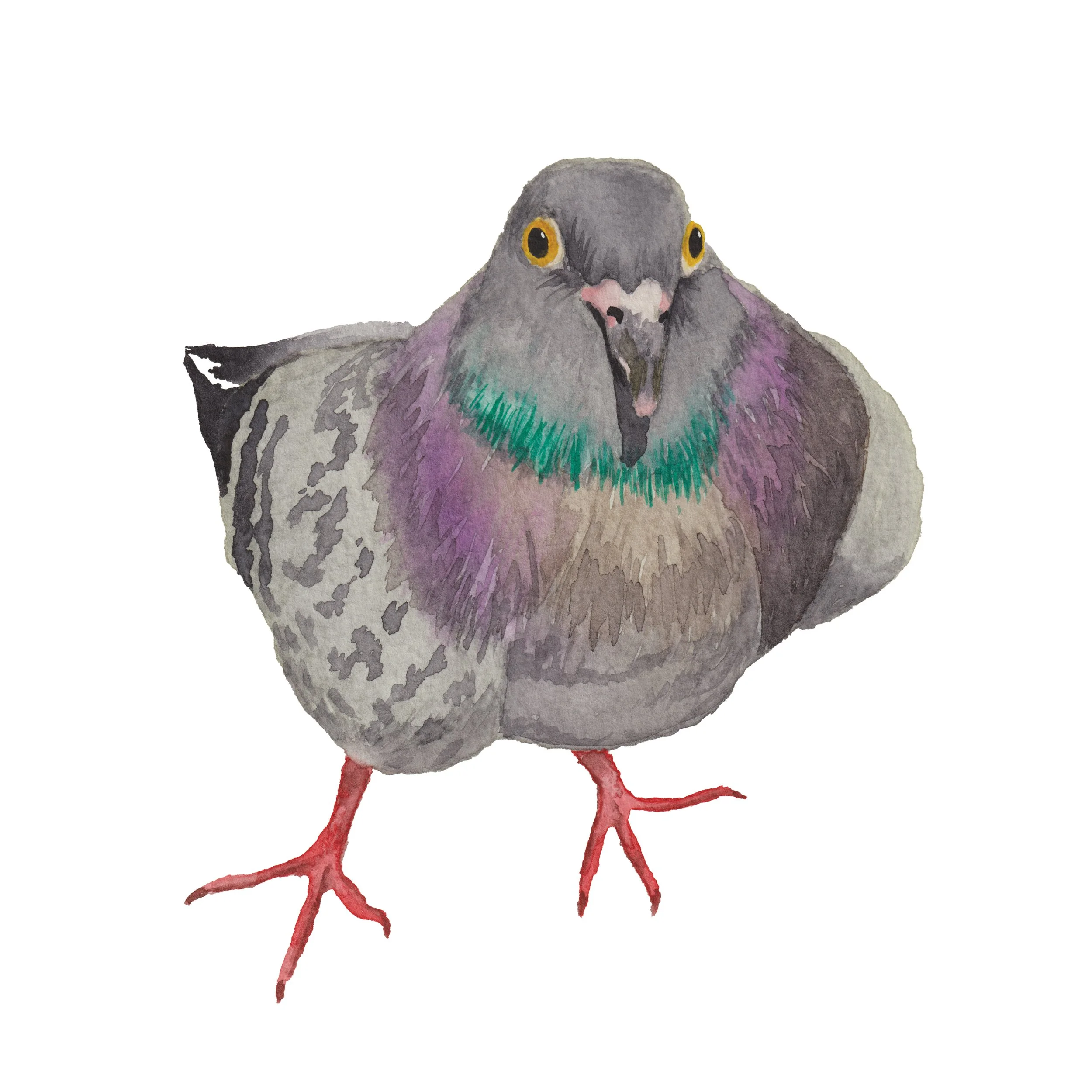 Painting of a feral pidgeon