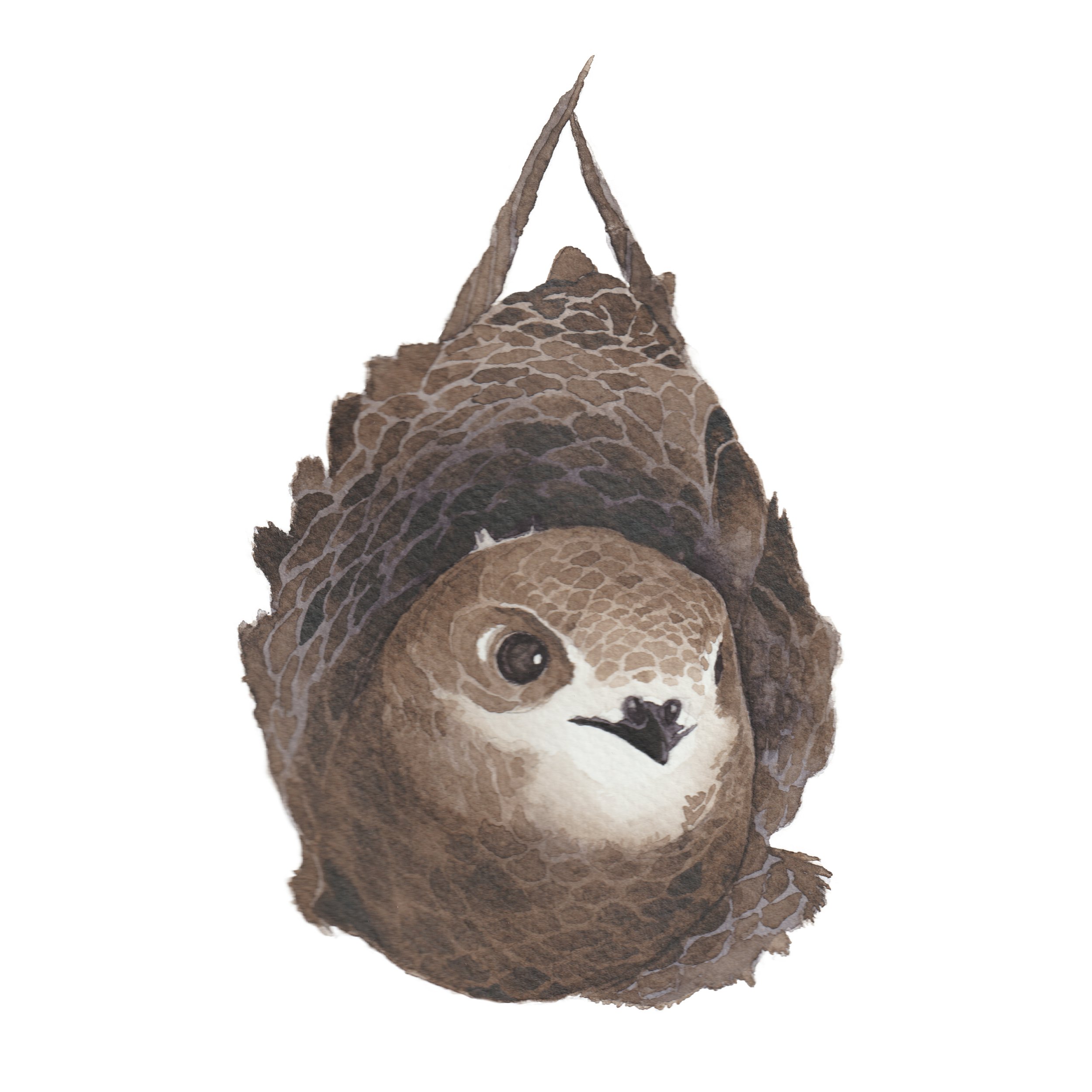 Painting of a common swift