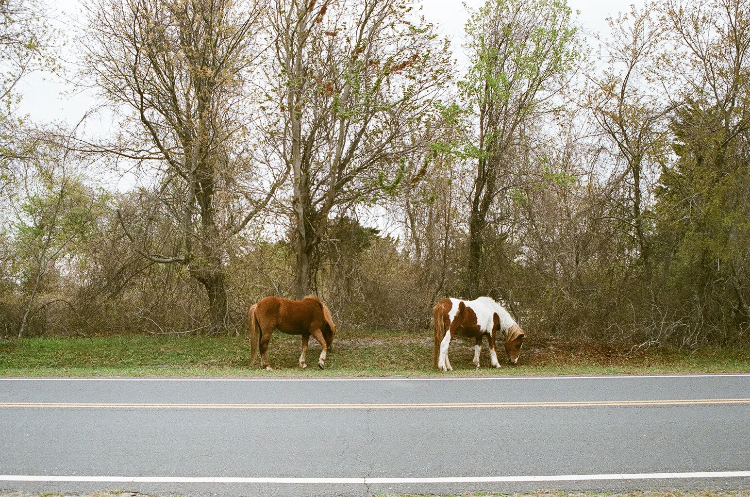 horses1.JPG