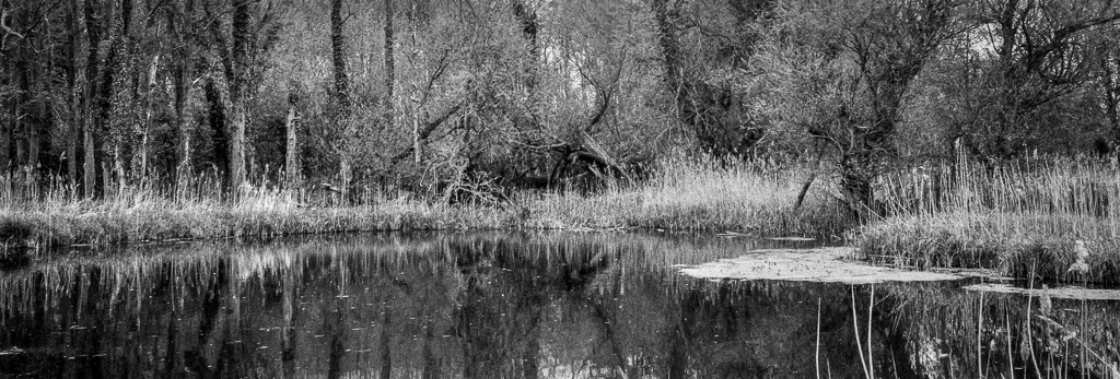 Tetney Blow Wells a unique habitat in between Grimsby and Louth