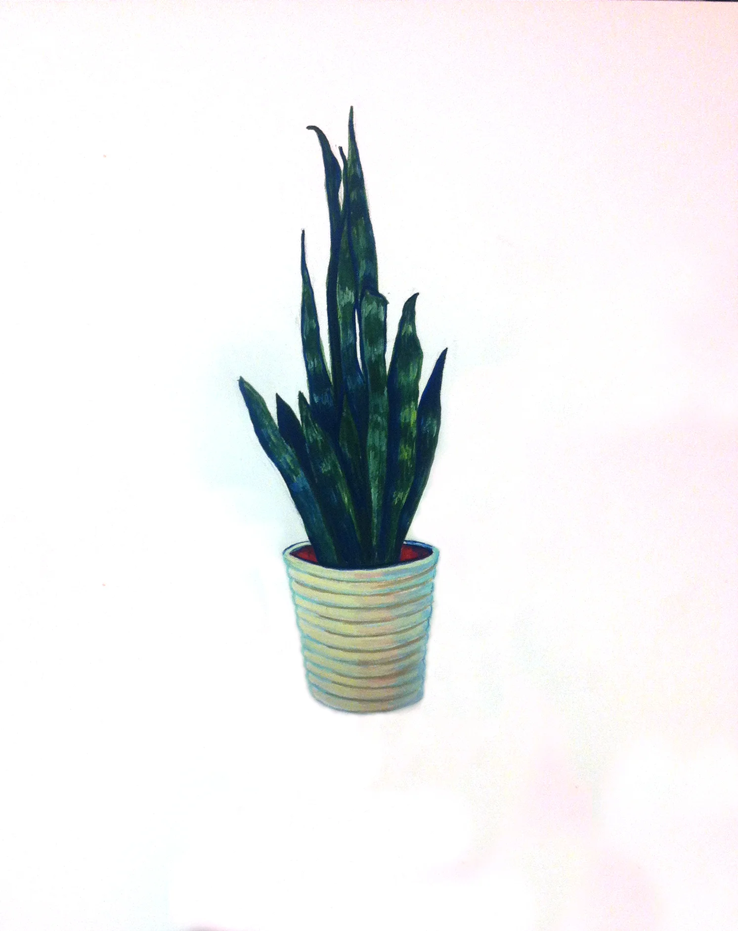 plant2.jpg