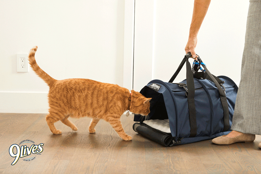morris-vet2.gif