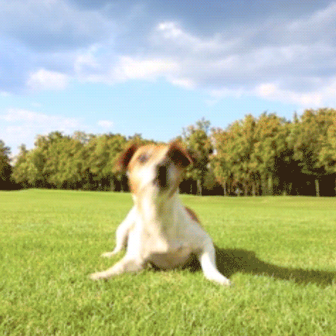 dog-day-fast2.gif