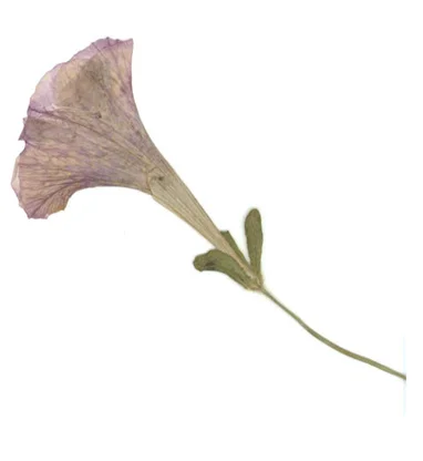 SPRIG3.jpg